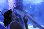 akvaryum