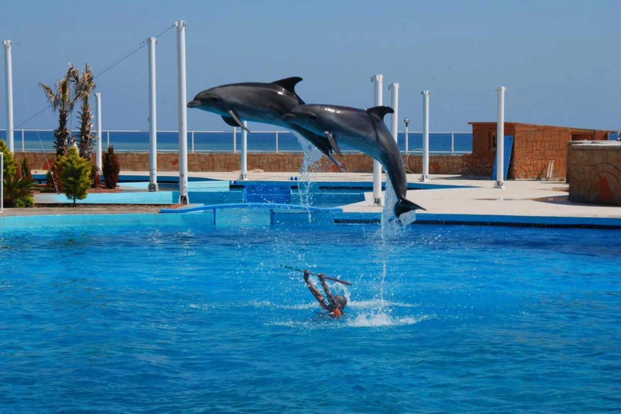 Sealanya Dolphinpark — плавание с дельфинами для взрослых и детей
